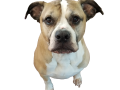 Precious-Bella
